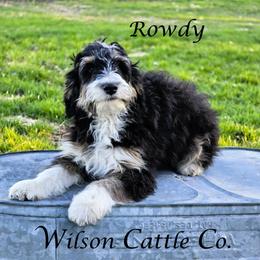 Rowdy - Black tri-color male Aussiedoodle puppy in Lancaster, Minnesota from Wilson Cattle Co.