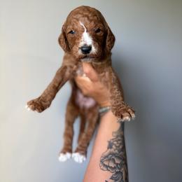 Clementine - Red  male Goldendoodle puppy in Smithfield, Kentucky from KBK9 Kennels