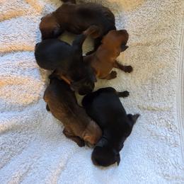 Miniature Pinscher puppies from Hundeholz
