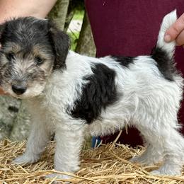 Male B - White black and tan male Wire Fox Terrier puppy in Morgantown, Indiana from Birchhurst Kennels Indiana