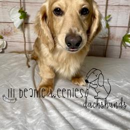 Dachshund All Grown Up from Lil Beanie Weenies Dachshunds