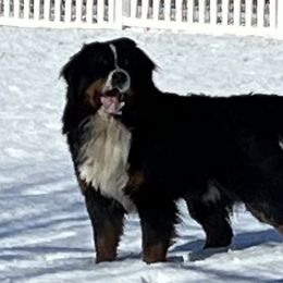 Philip - Bernese Mountain Dog
