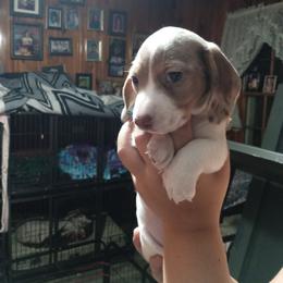 Dachshund Puppies from A&R Dachshund
