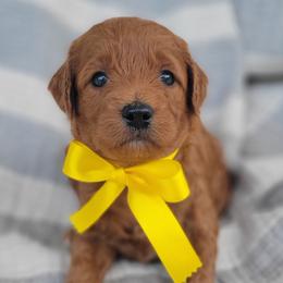 Oakley - Red  male Goldendoodle puppy in Warrior, Alabama from Elite Goldendoodles and Bernedoodles