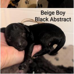 Beige Boy - black abstract - Black male Whoodle puppy in Kalispell, Montana from Countryman Whoodles
