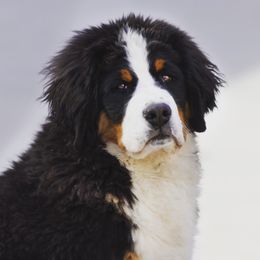 Boomer - Bernese Mountain Dog