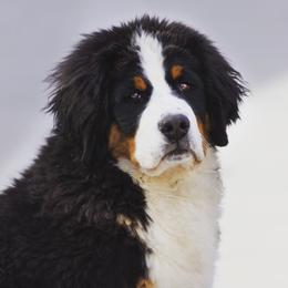 Boomer - Bernese Mountain Dog