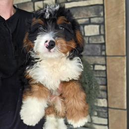 Abner - Tri-color male Bernedoodle puppy in Apple Creek, Ohio from Grandeur Valley Puppies