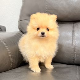 Pomeranian Puppies from Bear face Pomeranian
