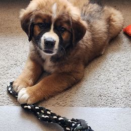 Companion Cross and Saint Bernard Puppies from Coleman Saint Bernards of Ohio