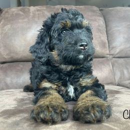 Bernedoodle, Cockapoo, and German Shorthaired Pointer Puppies from Filipiak Breeders