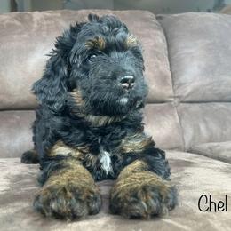 Bernedoodle, Cockapoo, and German Shorthaired Pointer Puppies from Filipiak Breeders