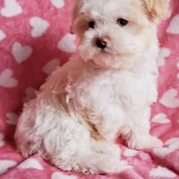 Maltipoo Puppies from Little Cupcakes and Pumkins Maltipoos