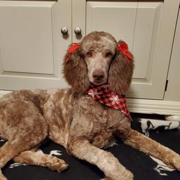 Kuma - Poodle