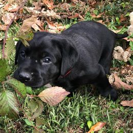 Labrador Retriever Puppies from Cherrywood Kennel