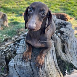 Nannor - Dachshund