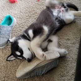 Alaskan Malamute Puppies from Kaylatee Alaskan Malamutes