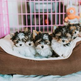 Biewer Terrier Puppies from Imperial BabyDoll Biewers