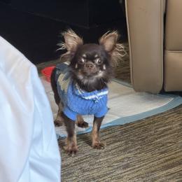 Reese - Chihuahua