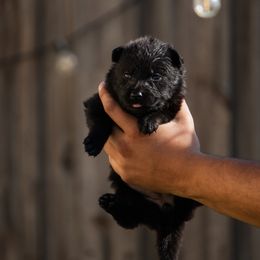 Girl 1 - Black female German Shepherd puppy in Tamiami, Florida from Vom MontHaus