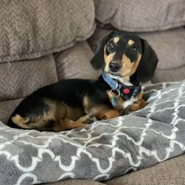 Dachshunds from C&J Doxies