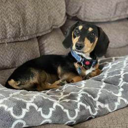 Dachshunds from C&J Doxies