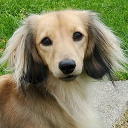 Rita - Dachshund