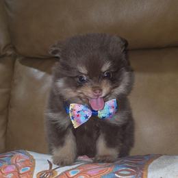 Hunnibunnies reese - Chocolate and tan male Pomeranian puppy in Cleveland, Ohio from Hunnibunnies