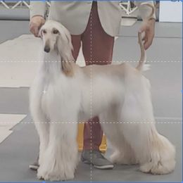 Afghan Hound puppies from Whirlaway's Ranch