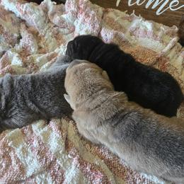 Chinese Shar-Pei puppies from DCSHARPEI