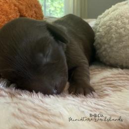 Dachshund Puppies from B+B Co Miniature Dachshunds