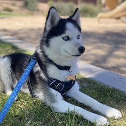 Echo - Pomsky