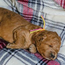 Eggnog - Red  female Goldendoodle puppy in Boise, Idaho from Goldendoodle Baby