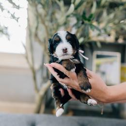 Michelle - Tri-color female Bernedoodle puppy in Murray, Utah from Sun Valley Doodles