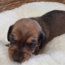 Scooter - Sable male Dachshund puppy in Wallingford, Kentucky from Hensley Homestead Dachshunds