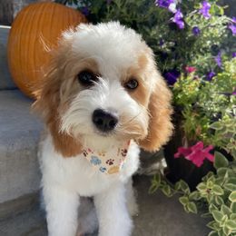 Bailey - Cavapoo