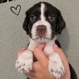 Davy - Liver and white male English Springer Spaniel puppy in Fort White, Florida from Thunderbird Springers
