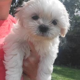 Girl 1 - White female Mal-Shi puppy in Mundelein, Illinois from FurEver Friends Designer Breeds
