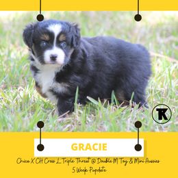 Australian Shepherd, Miniature Australian Shepherd, and Toy Australian Shepherd Puppies from TK Standard, Mini, & Toy Aussies