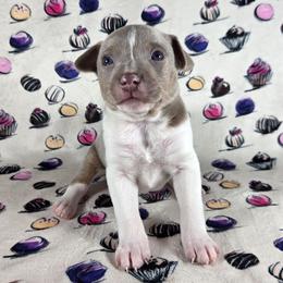 Toasted Coconut - Fawn white and tan male Rat Terrier puppy in Rio Vista, California from CaliRats Rat Terriers