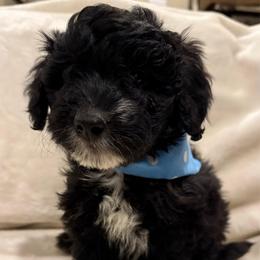 Boone - Black male Bordoodle puppy in Churchill County Fallon, Nevada from Card Family Ranch
