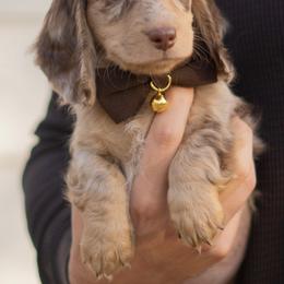 Dachshund Puppies from Lone River Dachshunds
