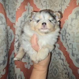 Maddie - Blue merle female Pomeranian puppy in Meherrin, Virginia from Traveling Poms