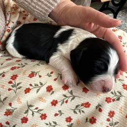 Duke - Black and white male English Springer Spaniel puppy in St Johnsbury, Vermont from Paradise Valley Springers