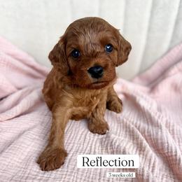 Reflection - Red female Cavapoo puppy in Easley, South Carolina from Cutiepie Cavapoos