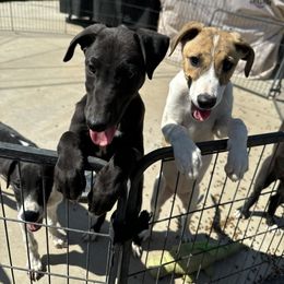Golden Retriever and Greyhound Puppies from K and E Kennels