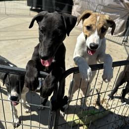 Golden Retriever and Greyhound Puppies from K and E Kennels