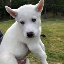 Siberian Husky Puppies from Greens 5 Acres Huskies
