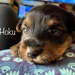 Yorkshire Terrier Puppies from Cutest AKC AZ Yorkies