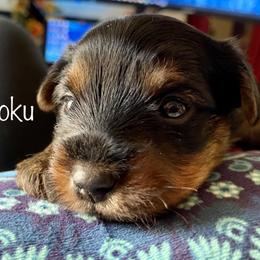 Yorkshire Terrier Puppies from Cutest AKC AZ Yorkies